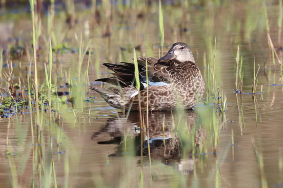 Blue-winged Teal 4 - Porthellick - Oct 19