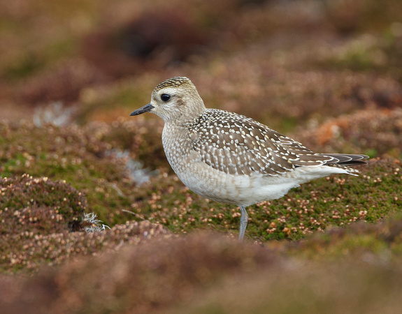 Am Golden Plover (3) - St Marys2O6Y2671