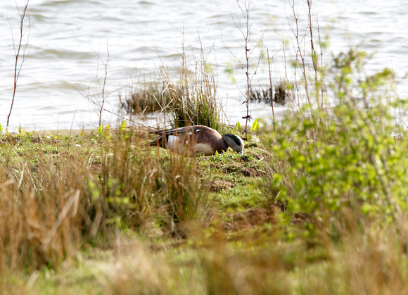 American Wigeon - Rother valley