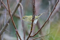 Yellow-browed Warbler 2- St Marys