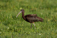 Glossy Ibis 6 - Weymouth