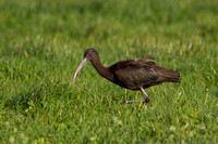 Glossy Ibis - Weymouth