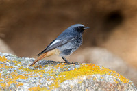 Black Redstart male - St Marys