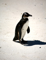 African Penguin (3)