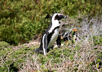 African Penguin (5)