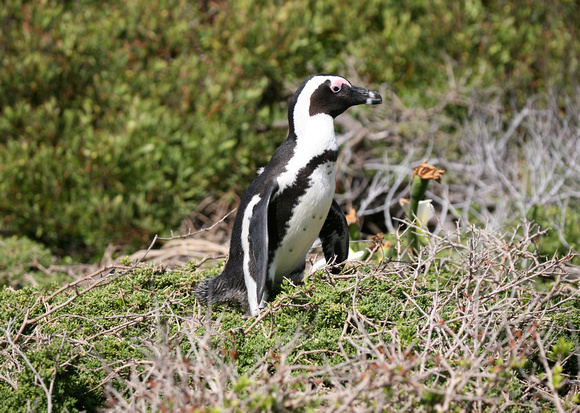 African Penguin (5)