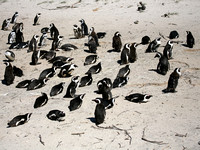 African Penguin (2)