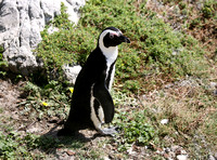 African Penguin (7)