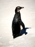 African Penguin (4)