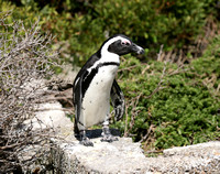 African Penguin (6)