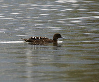 African Black Duck (2)