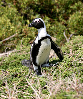 African Penguin (8)