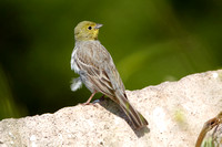 Cinerous Bunting (4) - Lesbos08
