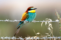 Bee-eater (7) - Lesbos08