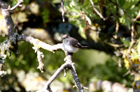 Collared Flycatcher - Lesbos08