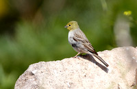 Cinerous Bunting (2) - Lesbos08