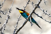 Bee-eater (3) - Lesbos08