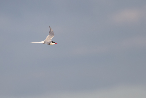 Arctic Tern 5 - May 19