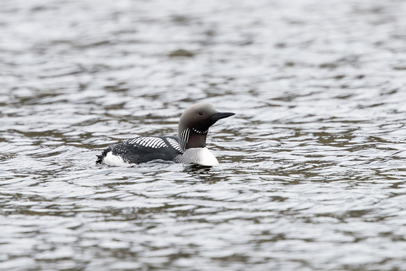 Black-throated Diver - May 19