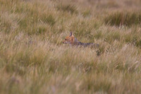 Andean Fox 2