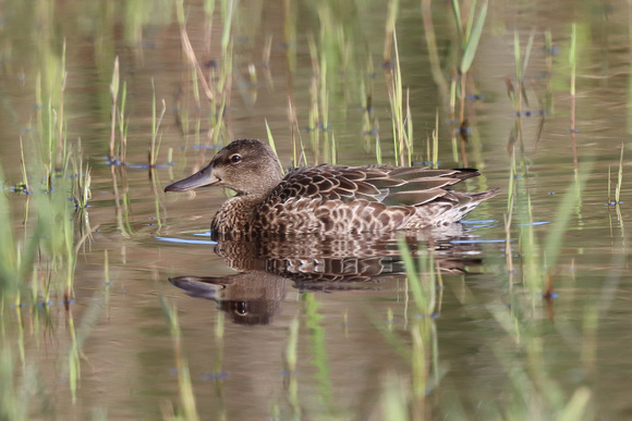 Blue-winged Teal 6 - Porthellick - Oct 19