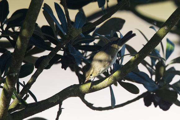 Greenish Warbler 2 - St Agnes - Oct 18