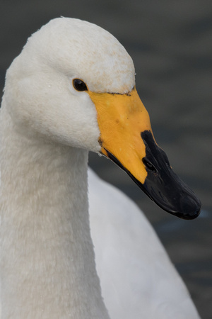 Whooper Swan - Caerlaverock 271215