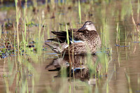 Blue-winged Teal 4 - Porthellick - Oct 19