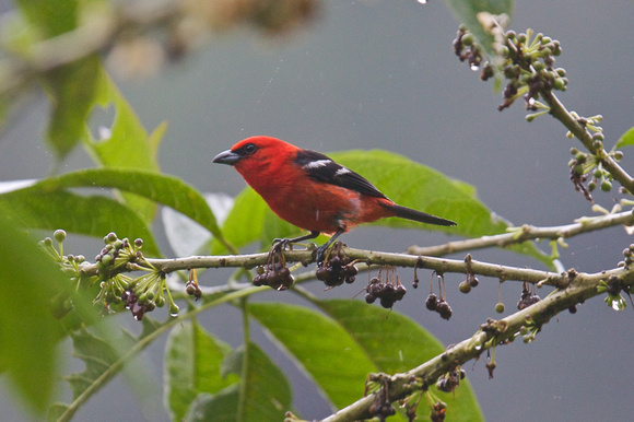 White-winged Tanager 2