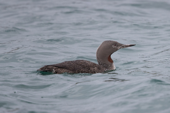 Red-throated Diver - Bryher - Oct 18