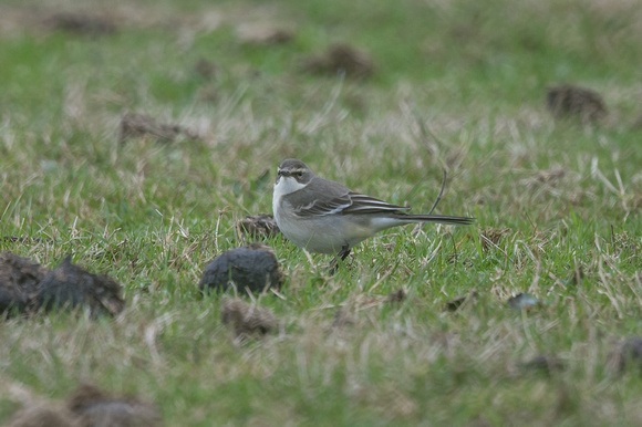 Eastern Yellow Wagtail - Riding Stables - Oct 18