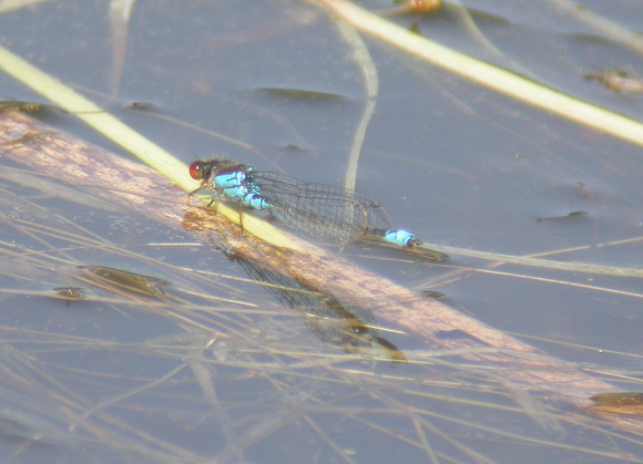 Small Red Eyed Damselfly - Titchwell