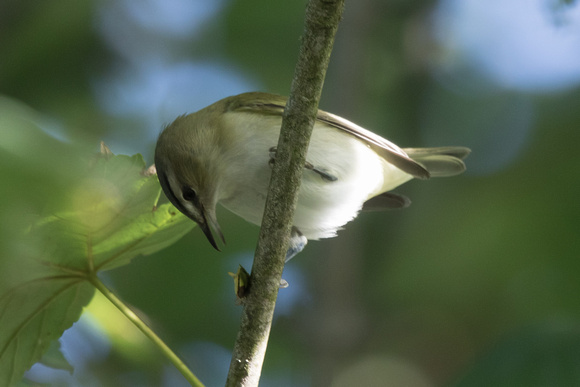 Red-eyed Vireo 2 - Scilly 101016