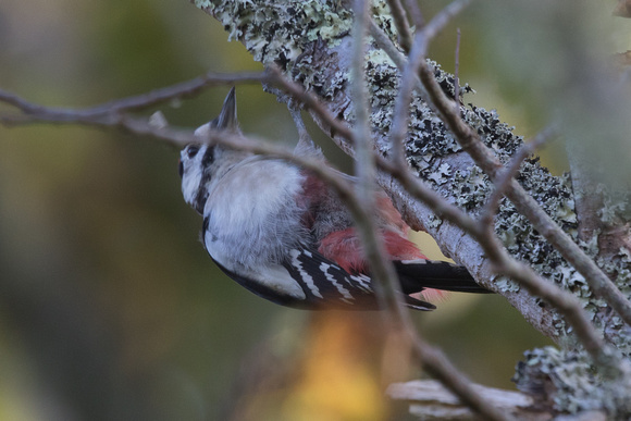Great Spotted Woodpecker - St Marys Oct 2015