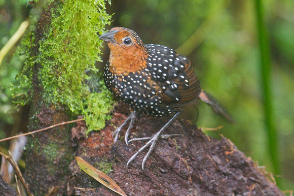 Ocellated Tapaculo 4