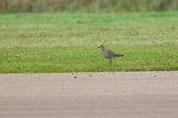 American Golden Plover 2 - Airfield