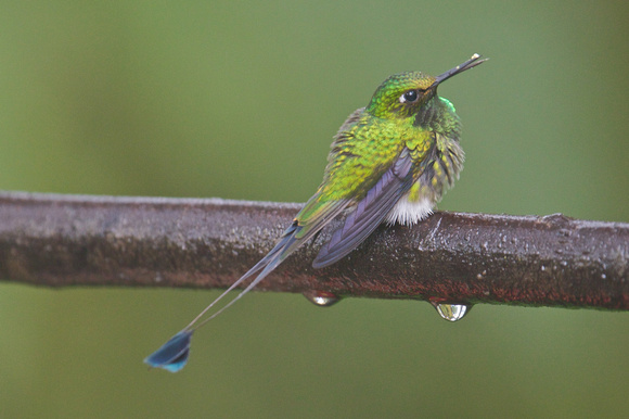 Booted Racket-tail 2
