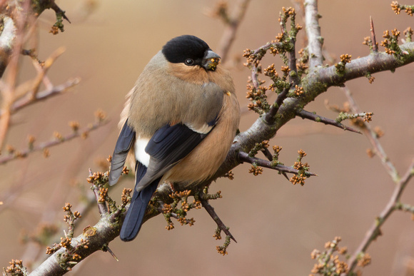Bullfinch - North Wales Feb15