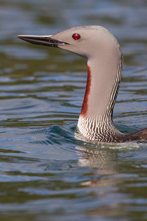 Red-throated Diver 2 - Gairloch May14