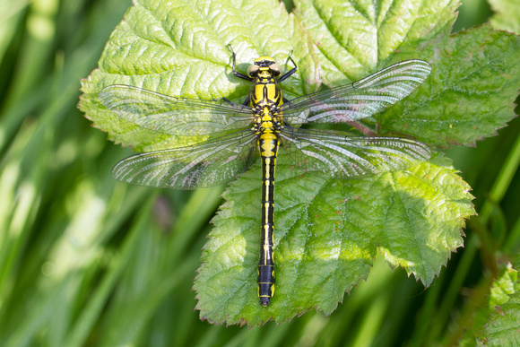 Club-tailed Dragonfly - Finedon 180514