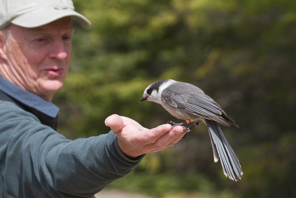 Grey Jay with Martin - Algonquin