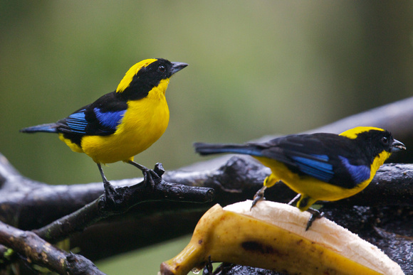 Blue-winged Mountain Tanager 2