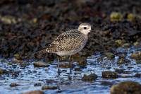 American Golden Plover 11 - Porthellick, St Marys