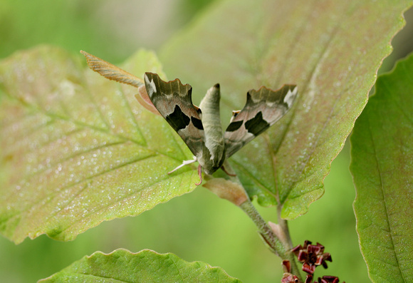 Lime Hawk Moth (2) - garden