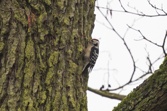 Lesser Spotted Woodpecker 2 - Moore - 100318