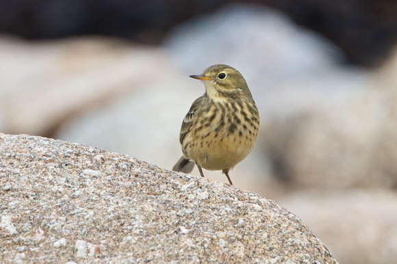 Buff-bellied Pipit - Bryher