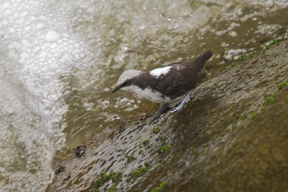 White-capped Dipper 4