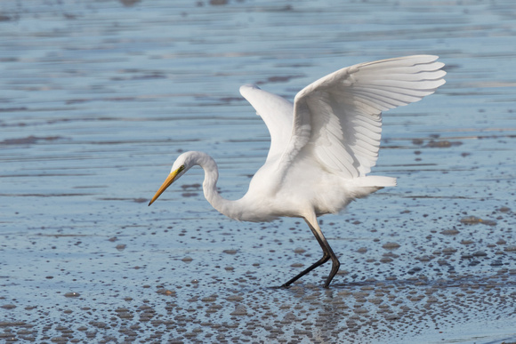 Great White Egret - Conwy - 021016
