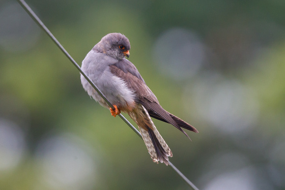 Red-footed Falcon - Stoke 130715