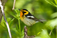 Blackburnian Warbler - Pelee